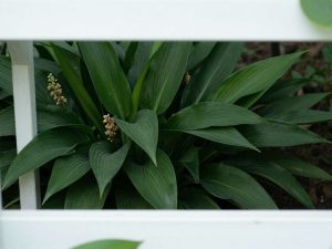 aspidistra w okresie kwitnienia