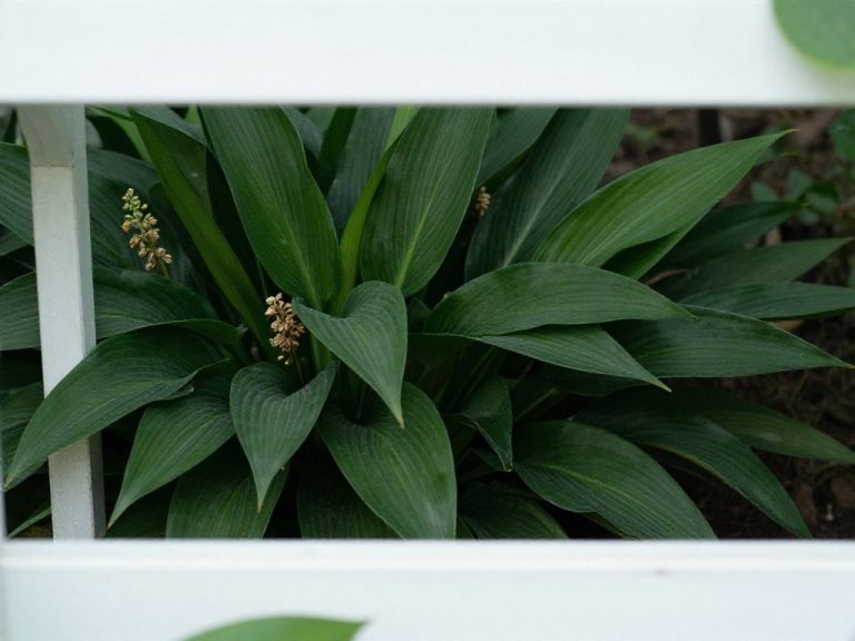 aspidistra w okresie kwitnienia