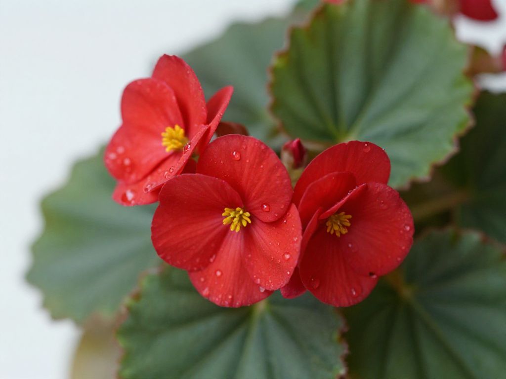 begonia w okresie kwitnienia