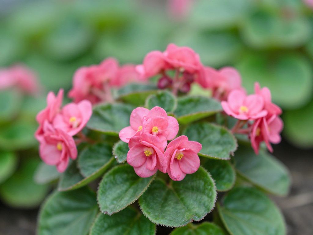 bergenia w okresie kwitnienia