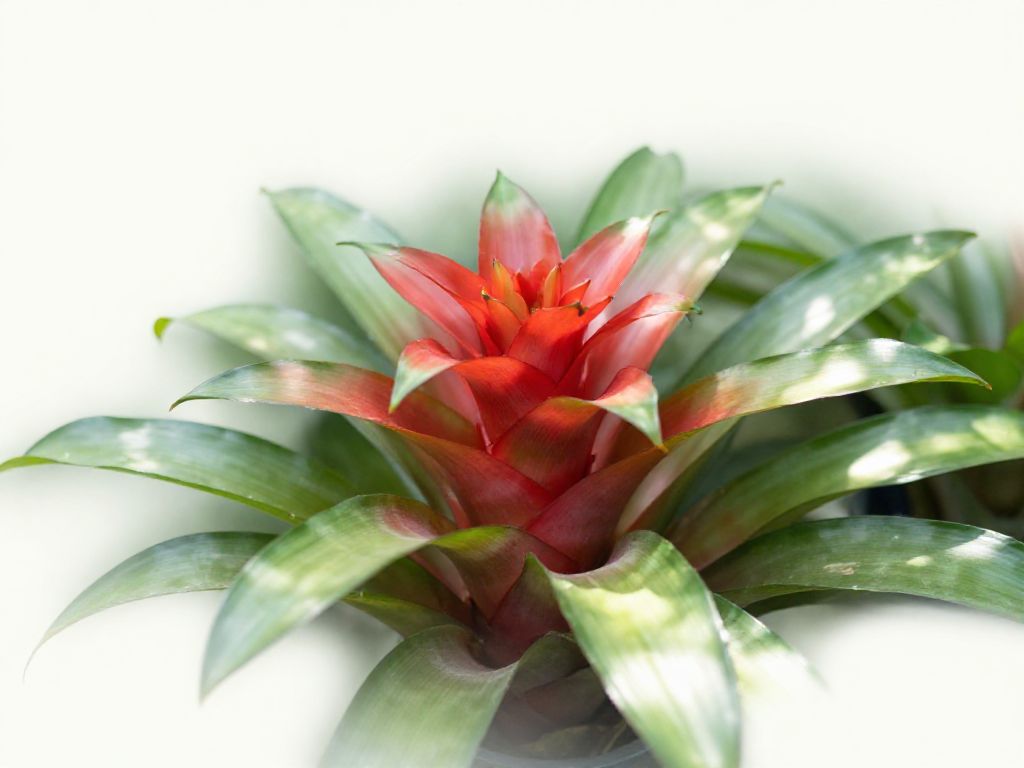 bromelia w okresie kwitnienia