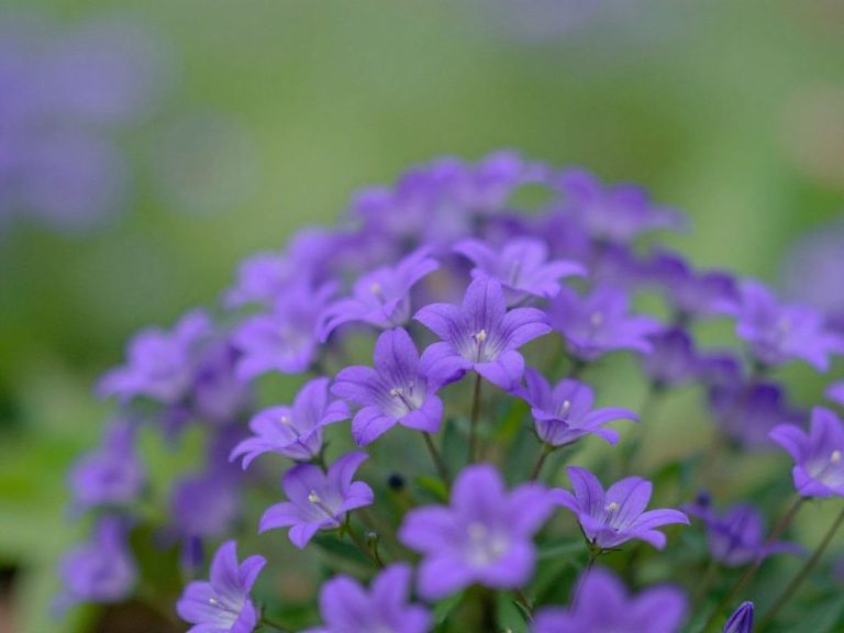 campanula w okresie kwitnienia