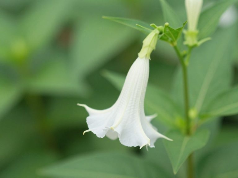 datura w okresie kwitnienia
