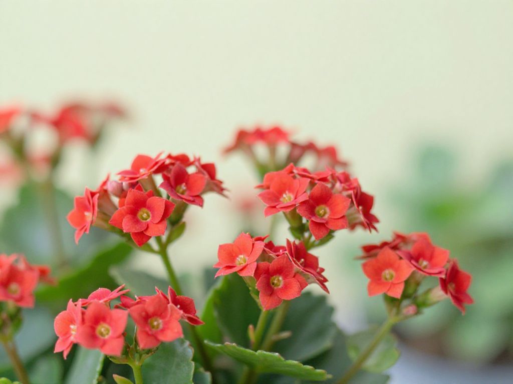 kalanchoe w okresie kwitnienia