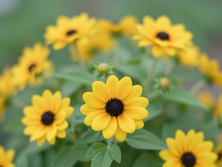 rudbekia w okresie kwitnienia